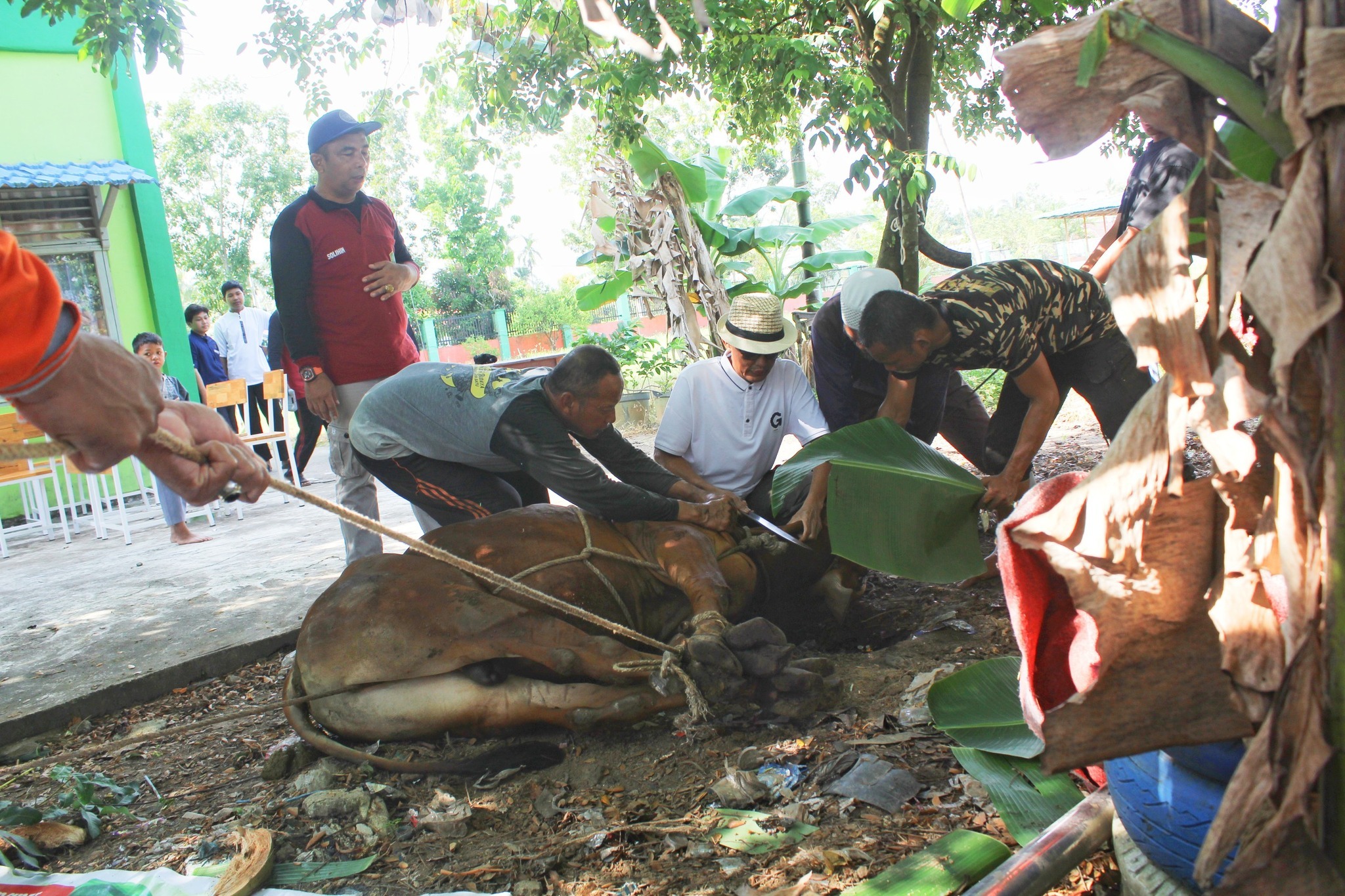 Penyembelihan Hewan Kurban di MAN 1 Kubu Raya